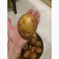 Картофель с хранилищ оптом