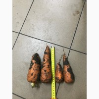Сельхозпроизводитель реализует морковь Кордоба 2 сорта