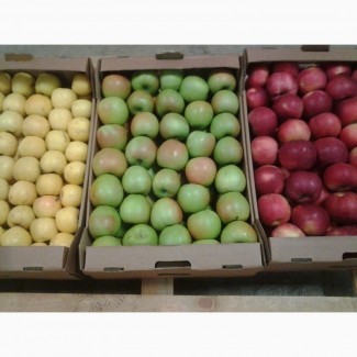 Продажа оптом экологически чистых яблок Кристин с доставкой по России