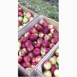 Свежий урожай яблок Беш Юлдуз открыт для оптовых заказов