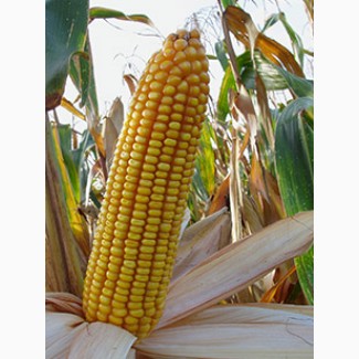 Семена гибридной кукурузы Краснодарский 194 МВ