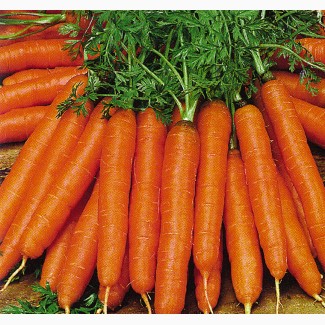 Семена моркови Кордоба F1 1.8-2.00mm Bejo (Бейо Голландия) 100000 семян