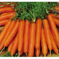 Семена моркови Кордоба F1 1.8-2.00mm Bejo (Бейо Голландия) 100000 семян