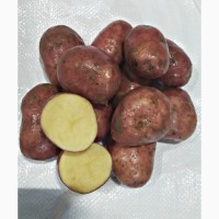 Продаем семенной картофель Ред Скарлет