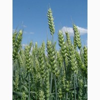 Семена озимой мягкой пшеницы сорт Табор РС1