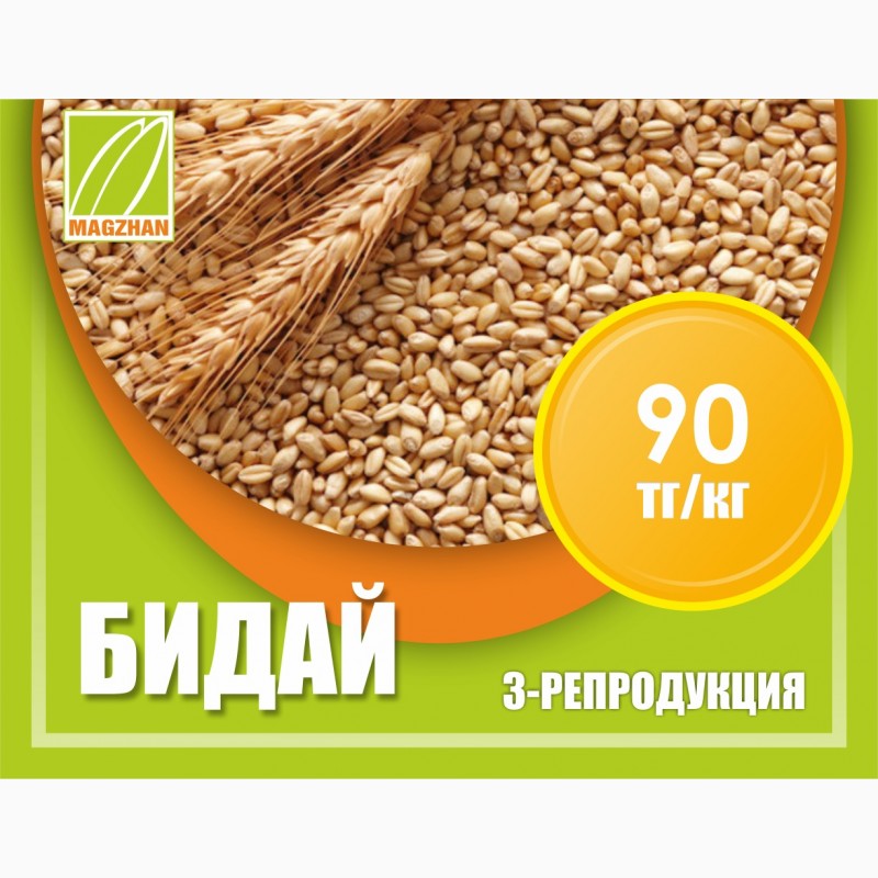Фото 2. Оптом семена риса, люцерны и пшеницы