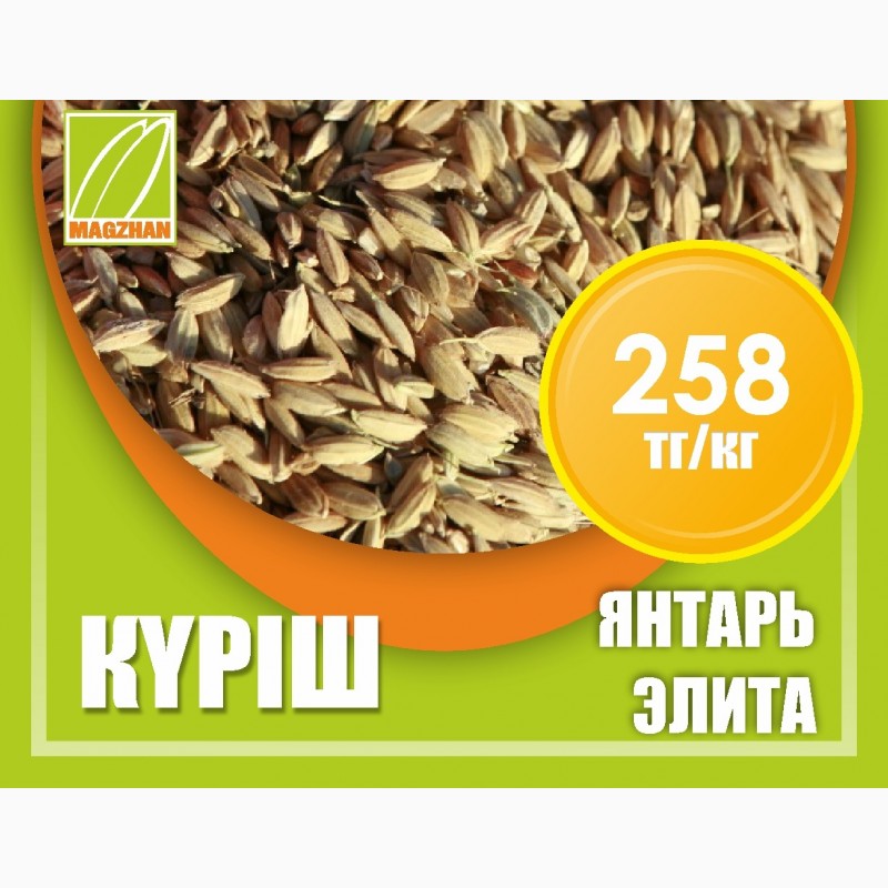 Фото 3. Оптом семена риса, люцерны и пшеницы