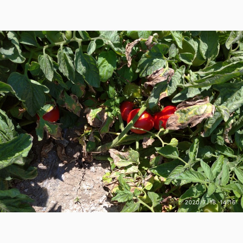 Фото 2. Помидоры (томаты ) оптом с поля
