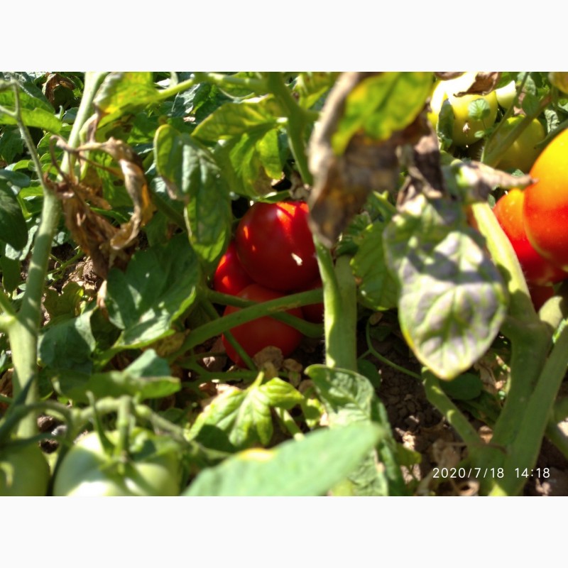 Фото 3. Помидоры (томаты ) оптом с поля