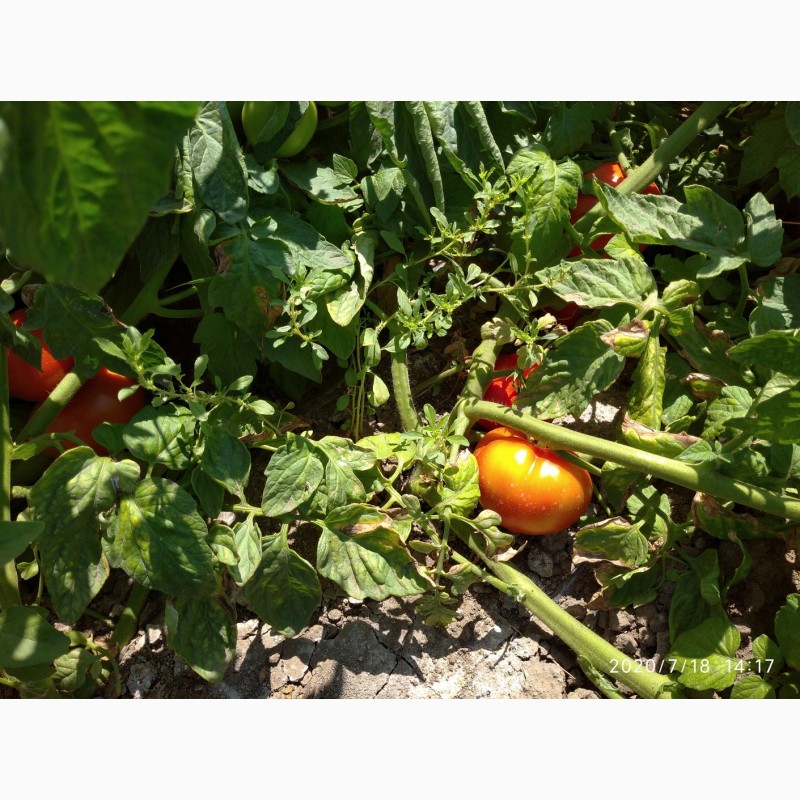 Фото 4. Помидоры (томаты ) оптом с поля