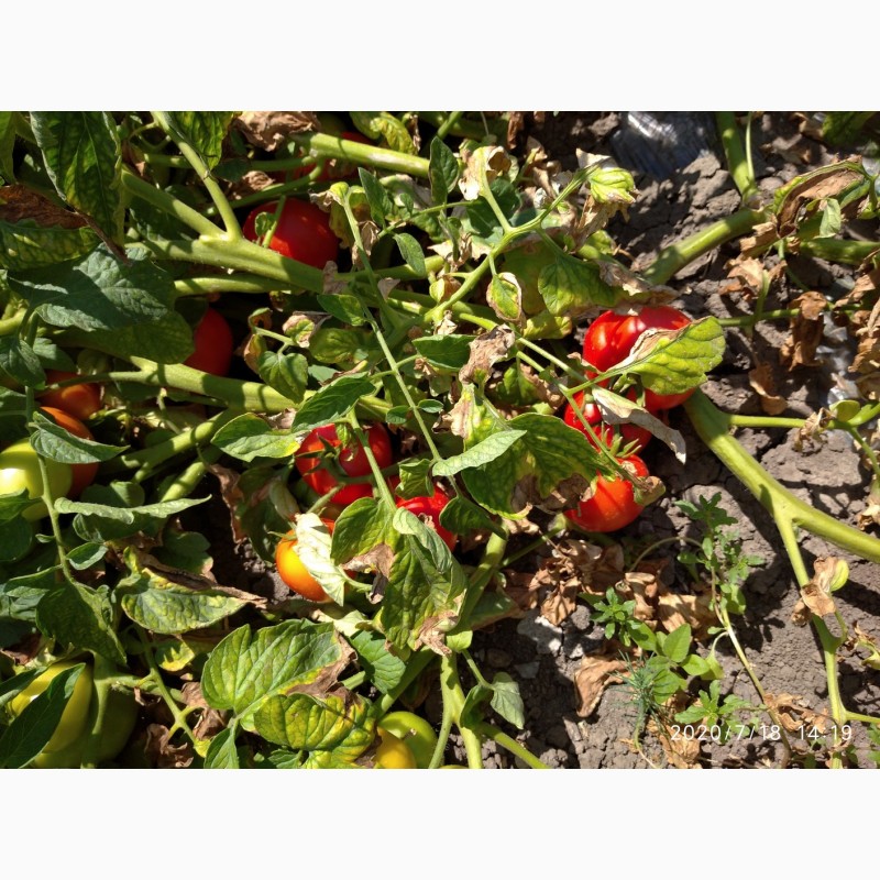Фото 5. Помидоры (томаты ) оптом с поля
