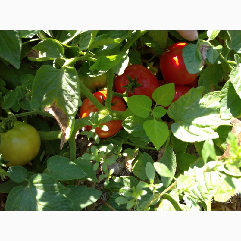 Фото 6. Помидоры (томаты ) оптом с поля