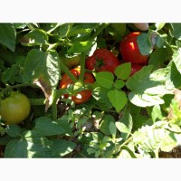 Помидоры (томаты ) оптом с поля