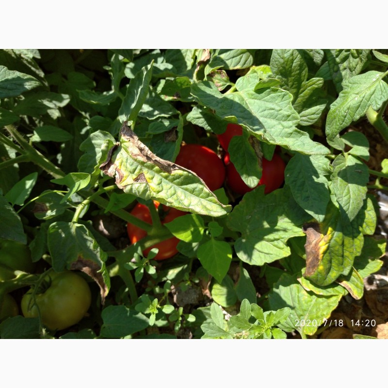 Фото 7. Помидоры (томаты ) оптом с поля
