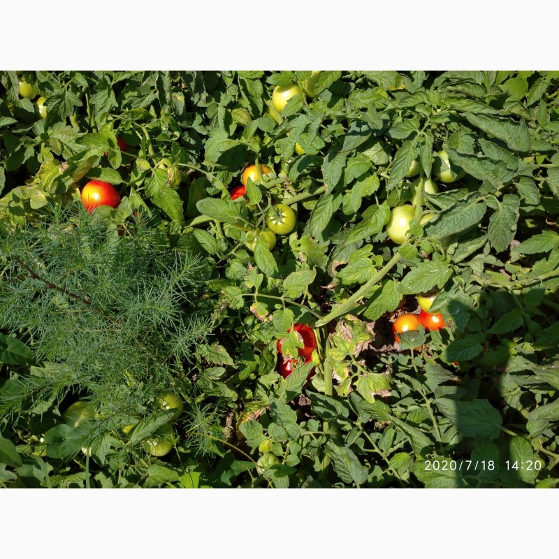 Фото 8. Помидоры (томаты ) оптом с поля