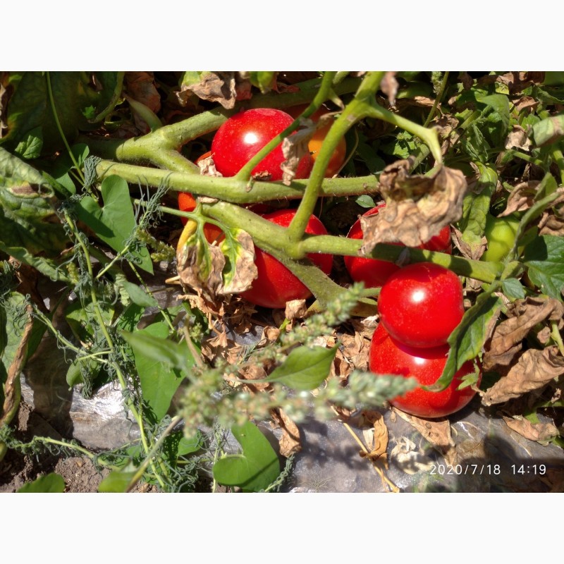 Фото 9. Помидоры (томаты ) оптом с поля