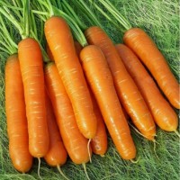 Морковь оптом