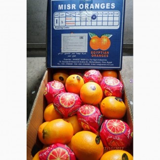Продаем апельсин (Египет)