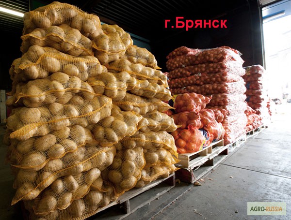 Продам картофель в Брянске,  картофель в Брянске — Agro-Russia