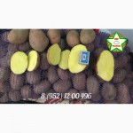 Картофель оптом РЕД СКАРЛЕТ 5, 80 р/кг с НДС калибр 6-7