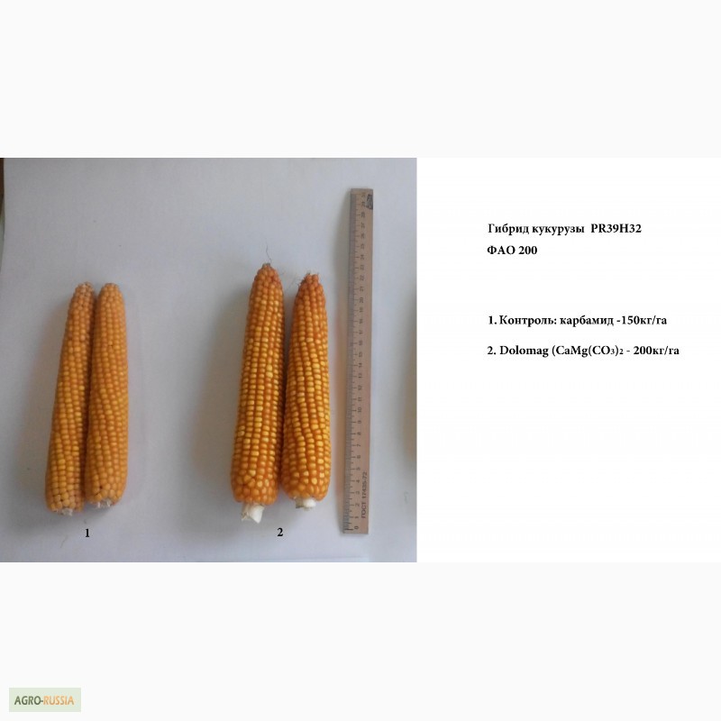 Фото 5. Высокоэффективное удобрение для кукурузы, пшеницы, свеклы