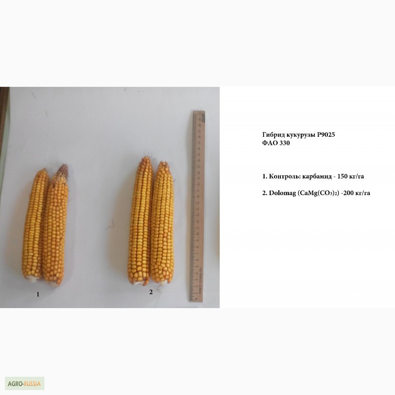 Фото 6. Высокоэффективное удобрение для кукурузы, пшеницы, свеклы
