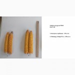 Высокоэффективное удобрение для кукурузы, пшеницы, свеклы