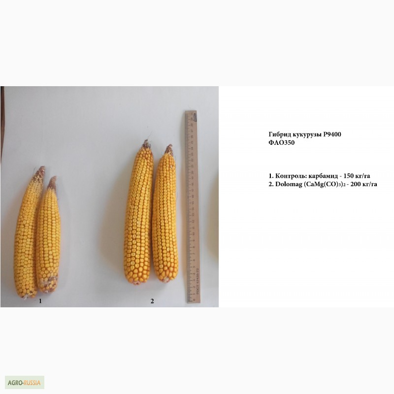 Фото 7. Высокоэффективное удобрение для кукурузы, пшеницы, свеклы