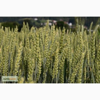Семена озимой пшеницы Донская Лира