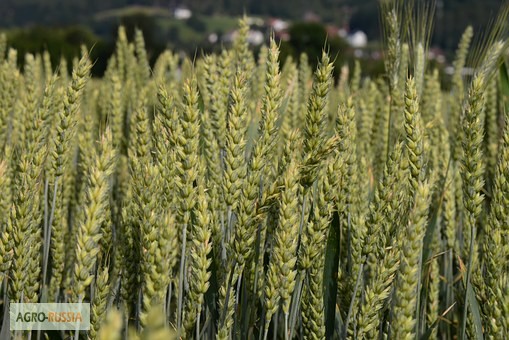 Купить семян пшеницы насосала семен слепаков