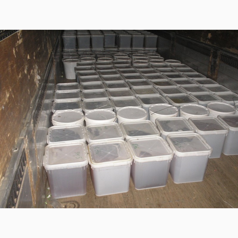 Фото 3. ОПТОВЫЕ поставки мёда в кубоконтейнерах
