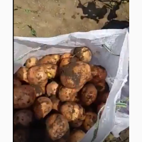 Картофель урожая 2018 года