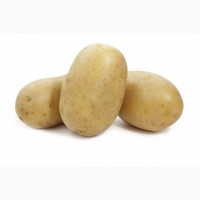 Картофель семенной сорт Вега