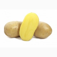 Картофель семенной сорт Вега