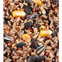ООО «Атлантис» продает зерносмесь: пшеница, кукуруза, просо, семечка (в мешках)