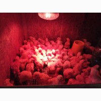 Цыплята бройлеры КОББ 500, РОСС 308 Европа, яйцо инкубационное