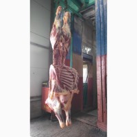 Мясо говядины, туши, полутуши и мясная продукция