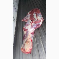 Мясо говядины, туши, полутуши и мясная продукция