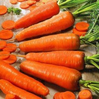 Морковь Кордоба опт от 10 тонн