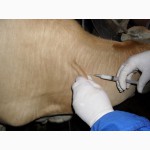 Ветеринарная помощь для коров, овец, коз, поросят