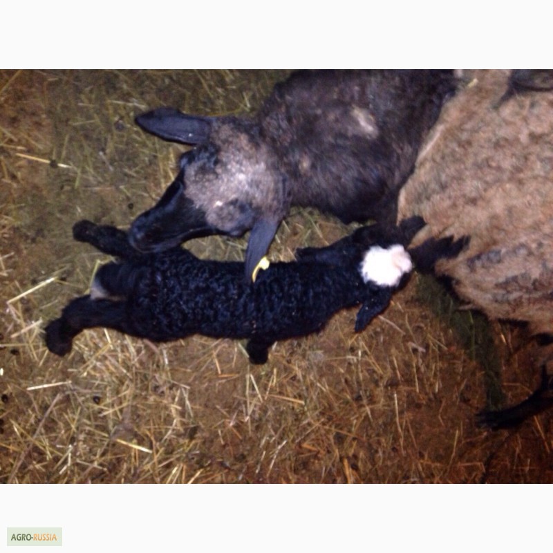 Фото 4. Продам овец, ярки, ягнята, на мясо и разведение в г. Обнинске