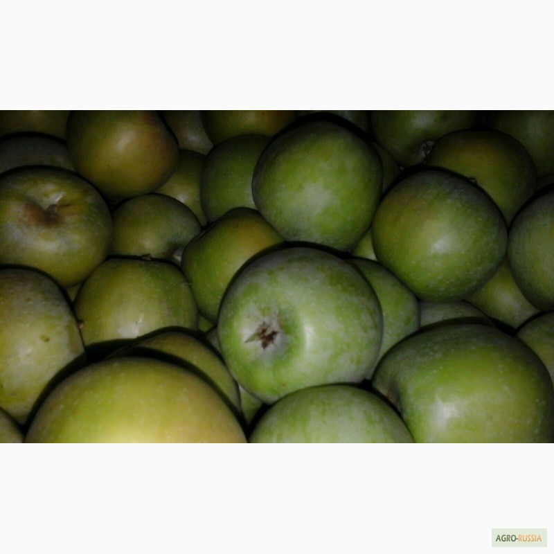 Фото 2. Яблоки от производителя оптом