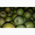 Яблоки от производителя оптом