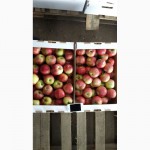 Яблоки от производителя оптом