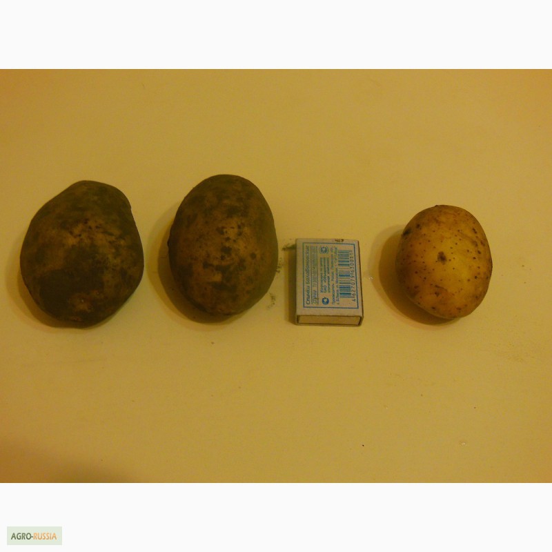 Фото 2. Картофель продовольственный и семенной
