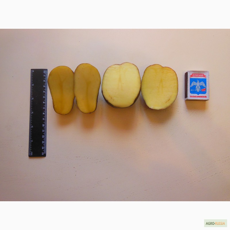 Фото 4. Картофель продовольственный и семенной