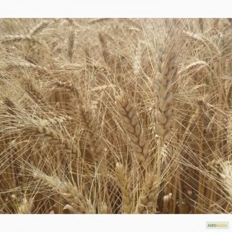 Семена озимой пшеницы сорт Ермак элита