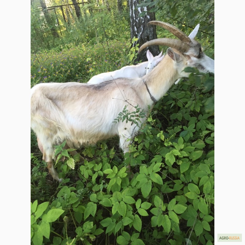 Продам козу удой 6 литров,  козу удой 6 литров, Московская обл .