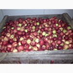 Продам яблоки от ООО схп Расвет сорт коп13-ред фри