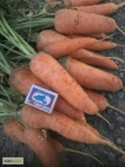 Фото 2. Морковь, картофель, капуста, свекла